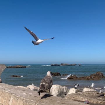 从马拉喀什出发：索维拉一日游
