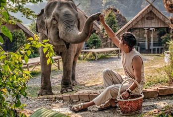 【2+1头等舱坐席】野象谷+西双版纳原始森林公园纯玩一日游【[品质保障]保证纯玩，不购物不进店，无套路不踩坑，只玩景点不玩心机。集团自营发班，超高性价比】