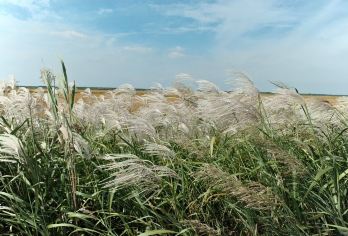 黄河口生态旅游区+黄河口知青小镇+观鸟浪+黄河文化馆一日游 【品质真纯玩无购物店；专业导游全程陪伴式讲解，深入了解黄河口 ；】