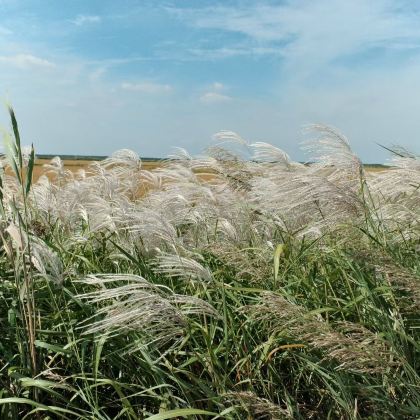 黄河口生态旅游区+黄河口知青小镇+观鸟浪+黄河文化馆一日游 