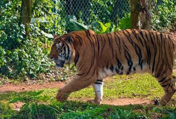 海口生态一日跟团游+野生动值物园+东寨港红树林+曲口码头【[缤纷景点]车览江东新区，东寨港红树林，曲口码头，海南热带野生动植物园。】