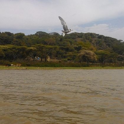 埃塞俄比亚 亚的斯亚贝巴往返 东非大裂谷湖区观鸟私家团一日游