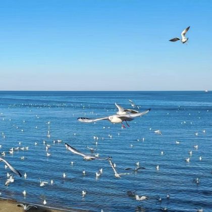 中国巴音郭楞博斯腾湖+白鹭洲+海心山景区一日游【环湖公路】