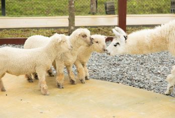 宜兰兰阳博物馆+动物农场+罗东夜市一日游【台北出发】【造访宜兰知名观光农场！与水豚、羊驼、袋鼠、鹈鹕、老鹰、树懒等多种动物一同互动！】