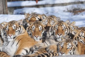 哈尔滨东北虎林园+731遗址+中央大街包车一日游【专车接送/行程可定制】