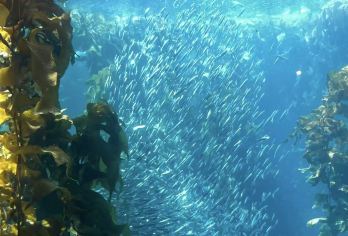 美国旧金山周边蒙特雷半岛+十七里湾+卡梅尔小镇【精品一日游】【经验丰富华人老司机带您玩转经典行程】