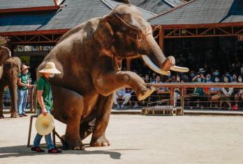 西双版纳野象谷一日游【2-6人精致小团+亲子同游+上门接送】【2-6人mini小团，朋友式概念，不打卡不走马观花，让旅行重回温度；】