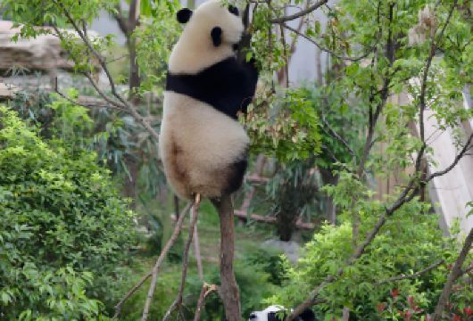成都熊猫谷+都江堰+仰天窝广场+钟书阁+南桥夜景一日游【景点可选|可选英文导游|专车接送|行程可调|可定制行程】