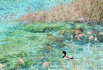 包车游 「九寨-牟尼沟-高铁站」【商务车轿车 任意发车时间】【免费提供九寨沟口附近酒店接送｜包车更方便｜更私密】