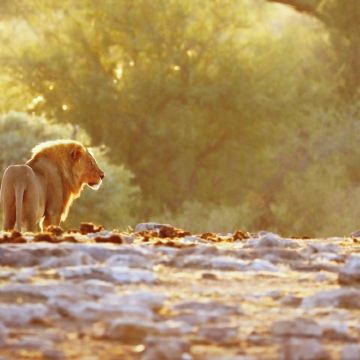 Naankuse野生动物园半日｜近距离探秘狮子猎豹喂食实况