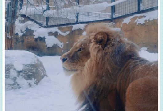 日本札幌往返旭川富良野美瑛/可小樽登别北海道多日-精选【包车一日游，解锁旅行新方式！独立车辆配备经验丰富的老司机，为您量身打造专属行程。】