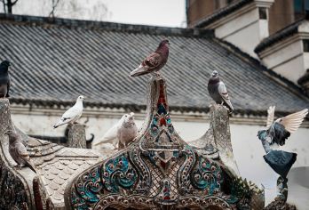 【私家团一单一团】黄鹤楼+古德寺+黎黄陂路+粮道街一日游【[行程特色]VIP经典小众出行-定制游 不赶行程 无须拼车 自由随心】