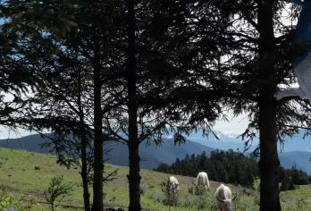 丽江玉龙雪山牦牛坪+蓝月谷一日游【6-8人小团】【6-8人精品小团、出发时间可选日照金山或晚出发、享受VIP服务】