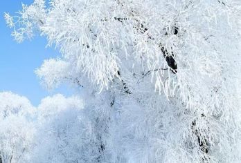 吉林市雾凇岛一日游【雾凇岛小包团半日游】【雾凇的浪漫情怀 梦幻的季节。】