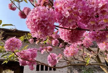 江门紫花风铃+葵树林摄影一日游，每周三/四/六/日出发【江门千亩紫花风铃正是盛开季节。占地34万平方米，种植6000多株紫花风铃木；】