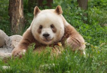 西安熊猫之旅——遇见秦岭四宝园独一无二的