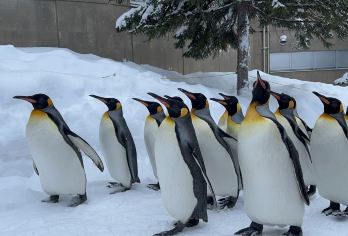 日本札幌往返美瑛青池富良野/可小樽登别北海道多日包车-精选【包车一日游，解锁旅行新方式！独立车辆配备经验丰富的老司机，为您量身打造专属行程。】
