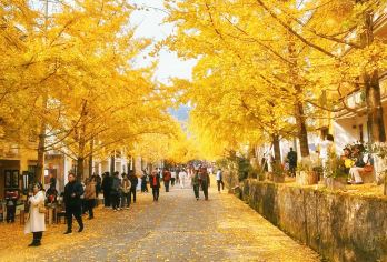 韶关帽子峰银杏树+丹霞山+南华禅寺【独立成团/自选路线纯玩】【行程自由+专业服务+商务出行/家庭出游/亲子游】