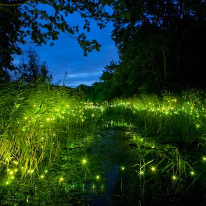 柔佛迪沙鲁半日包车游|迷你动物园+萤火虫|门票全包|新山出发