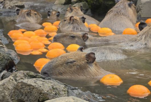 东京出发的大室山与水豚亲密接触之旅【在伊豆仙人掌动物园亲手喂食水豚、水獭和袋鼠，享受难忘而温馨的互动体验。 观赏水豚在季节性香氛浴中放松，浴池中可能加入柚子、玫瑰或香草——这是一个独一无二、萌态十足的拍照打卡点。 从大室山山顶欣赏令人叹为观止的景色——在晴朗的日子里，您甚至可能远眺到标志性的富士山。】