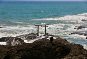 茨城花海美食一日游丨赏梦幻粉蝶花海丨可选酒店接送丨中文服务【一生必看的蓝色奇迹！无限延伸的梦幻蓝色，欣赏约530万株的蓝色粉蝶花~】