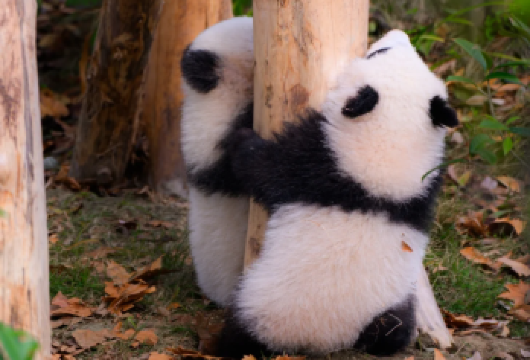 【学生研学营】熊猫有约1日营（熊猫苑+熊猫小匠研学体验基地）【[国宝知识大合集]观察大熊猫外观特征&行为习惯&圈舍构造&历史&&生平&外交史&解密不为人知的冷知识】