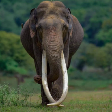 美蕊沙吉普狩猎之旅┃乌达瓦勒韦国家公园+观赏捕猎【酒店接驳】