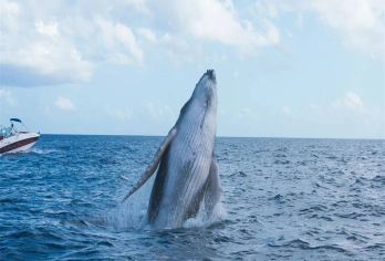 毛里求斯一日游 西部海陆游快艇追海豚/追鲸/游览动物园【多套餐可选】