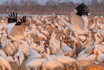 南昌市观冬季候鸟白鹤洲一日游【南昌市起止/包车游】【[1车1司]包车出行，上门接送，实现晚起自由！】