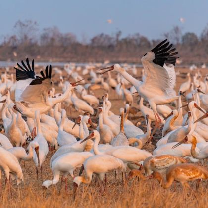 南昌市观冬季候鸟白鹤洲一日游【南昌市起止/包车游】