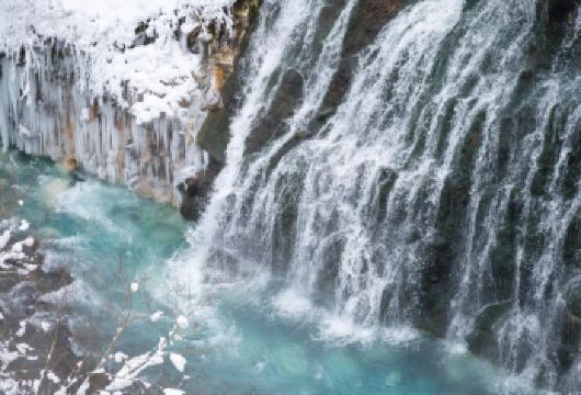 北海道札幌：旭山动物园+白须瀑布+美瑛+森林精灵阳台【[中文司机，市区免费接送，行程自由，可定制]】