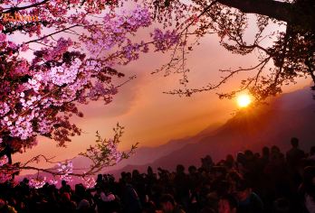 台湾观光巴士{观光局主导}～阿里山一日游{拼车.2人成行}【可以附加 英.日.韩.泰.越南.菲律宾.印尼.马来.等多种语言.订购栏目中订购英文.备注栏中告知即可】