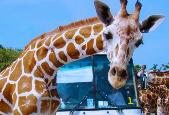 北碧野生动物园+网红咖啡厅一日游|Bubble/热带雨林咖啡【可代预约与长颈鹿拍照（2位起订），如有需要可联系客服预订】