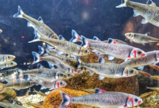 美国亚特兰大-佐治亚理工学院-可口可乐【中文专车-惬意舒适】【中文专车出行，行程自己定义，无需等待，专属贴心服务，尽享惬意旅程】