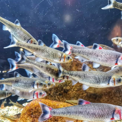 美国亚特兰大-佐治亚理工学院-可口可乐【中文专车-惬意舒适】