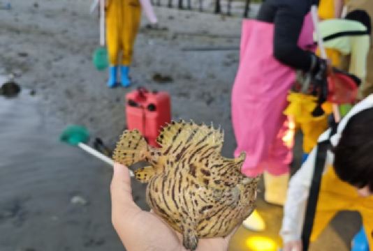 陵水红树林赶海 亲子游佳选专业领队赶海2小时 提供赶海服工具【红树林沉浸式赶海 新手无压力 小朋友可以放心玩】