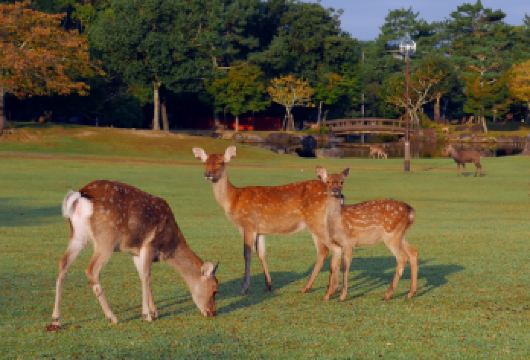 日本大阪+京都+奈良一日游【行程可调+中文司机】【精品大阪京都奈良一日游，和服体验超赞哦！】