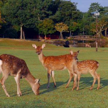 日本大阪+京都+奈良一日游【行程可调+中文司机】