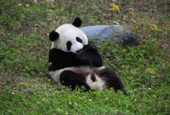 熊猫基地半日游【真纯玩|三环内接早|中午结束行程|就地散团】【品质纯玩：真纯玩0自费0购物店，没有任何购物环节，让您玩的舒心】