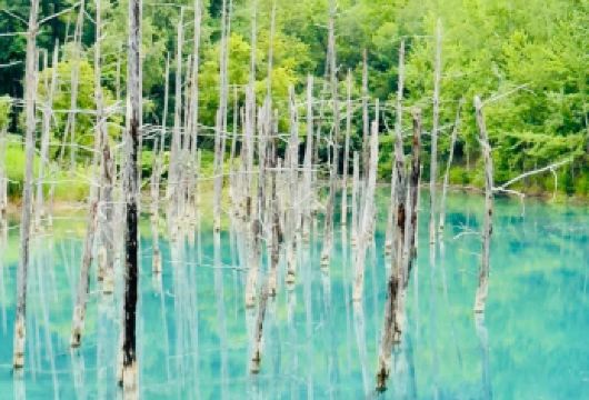 日本札幌往返+旭山动物园+白须瀑布+七星之树+青池/私家包车【专属客服和本地中文司机，一家一团包车】