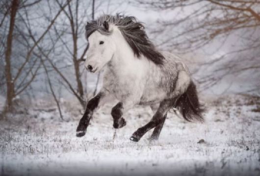 冰岛刺激体验一日游【马场+观鲸+熔岩秀+直升飞机体验】【骑千年纯血冰岛马踏地热山谷，体验独特 “溜蹄步” 穿越荒野。】