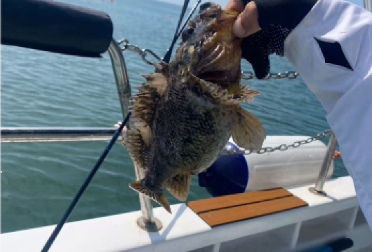 【包车接送】海钓/火炬八街/海水浴场/赶海/猫头山/大相框【[深度玩乐]上门接送，睡醒出发，不打卡不走马观花】