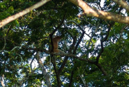 沙巴哥打京那巴鲁精品Kawa红树林长鼻猴萤火虫 一日游【探索红树林湿地保护区，寻找长鼻猴或银叶猴。】