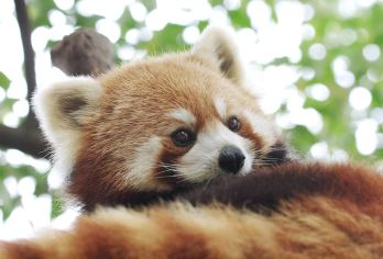 成都熊猫基地半日游 2小时精讲跟团游 15人小团【熊猫达人带您看熊猫】