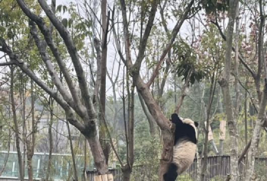 成都卧龙中华大熊猫神树坪基地+都江堰【行程可调/英文导游】【[充足时长・玩得尽兴]含 10 小时专属包车时长，行程紧凑，游玩时间充足，打卡拍照更从容；】