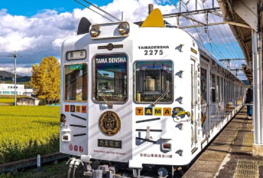 和歌山+贵志站+金枪鱼解体+白滨温泉+千畳敷+三段壁一日游【天天发班 4人即发，避开观光客，深入感受白滨小众旅行。】