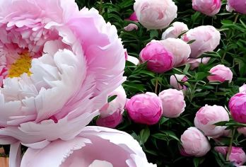 一路繁花赏洛阳：中英俄语导游：隋唐遗址植物园+博物馆  EA【全程中文/英文/俄语服务，沟通无障碍，景点可调】