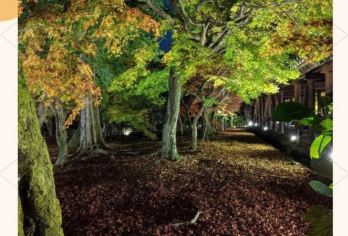 日本京都/贵船神社/三千院-岚山巍峨野小火车-红叶巡礼红叶季【专业行程定制，精选热门景点，高效游玩不走回头路，贴心服务保障，轻松】