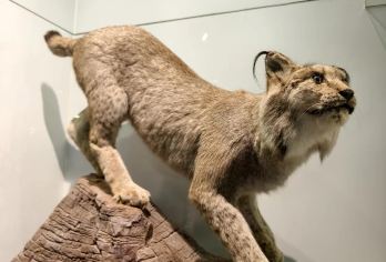 国家动物博物馆一日游【走进动物-大咖讲述者-趣味科普研学】【大咖老师：一起走进国家动物博物馆，走进动物。】