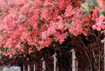 甘坑古镇+莲花山公园+大梅沙+仙湖植物园【可定制】【粤升级：市区上门接+可预约旅拍 +VIP私人订制小包团；】